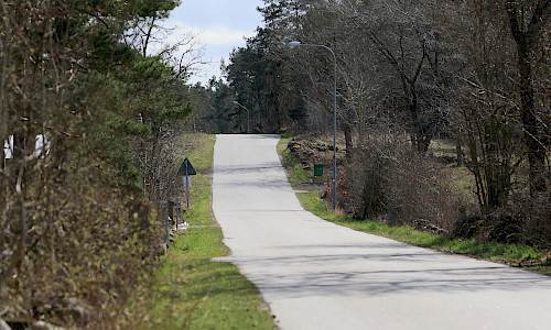 Här reser sig fältet i Lindby tall Foto: Stefan Svenaeus 2021