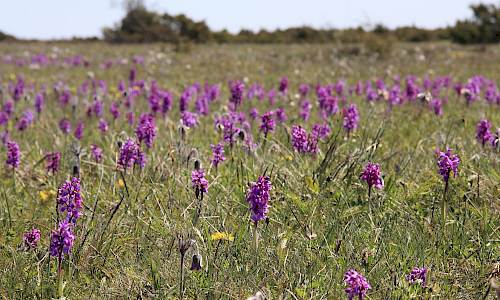 St Pers nycklar Foto: Stefan Svenaeus