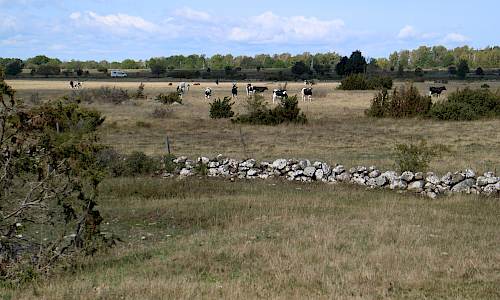 Foto: Stefan Svenaeus 2021
