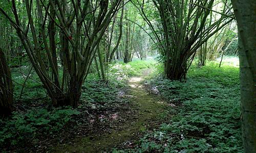 Foto: Stefan Svenaeus 2021