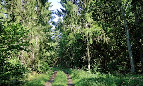 Foto: Stefan Svenaeus 2021