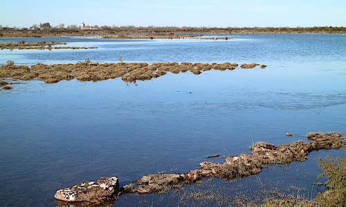 Februari 2022 Foto: Stefan Svenaeus (Vickleby kyrka i bakgrunden)