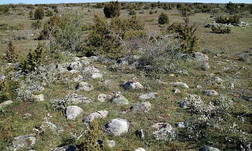 Foto: Stefan Svenaeus 2022