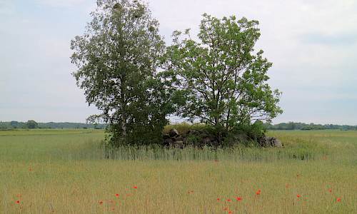 Foto: Stefan Svenaeus 2023