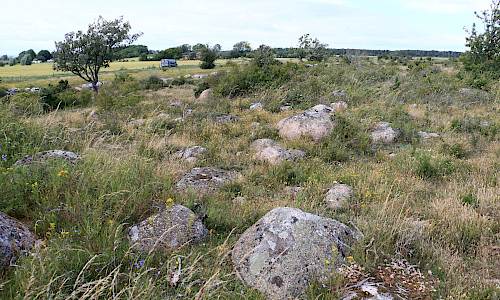 Jutas stubbe Ventlinge 9:2 Foto: Stefan Svenaeus 2024