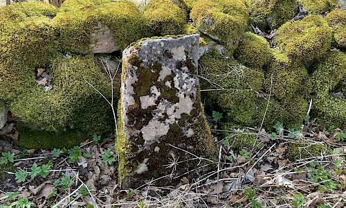 Foto: Stefan Svenaeus 2025