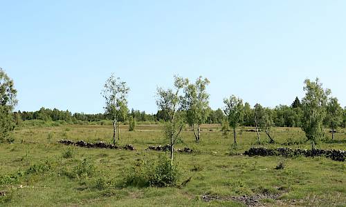 Grossmossen Foto: Stefan Svenaeus 2025