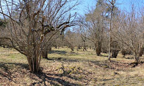 Foto: Stefan Svenaeus 2026